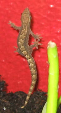 Image of Common Smooth-Scaled Gecko
