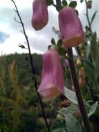 Imagem de Digitalis purpurea L.