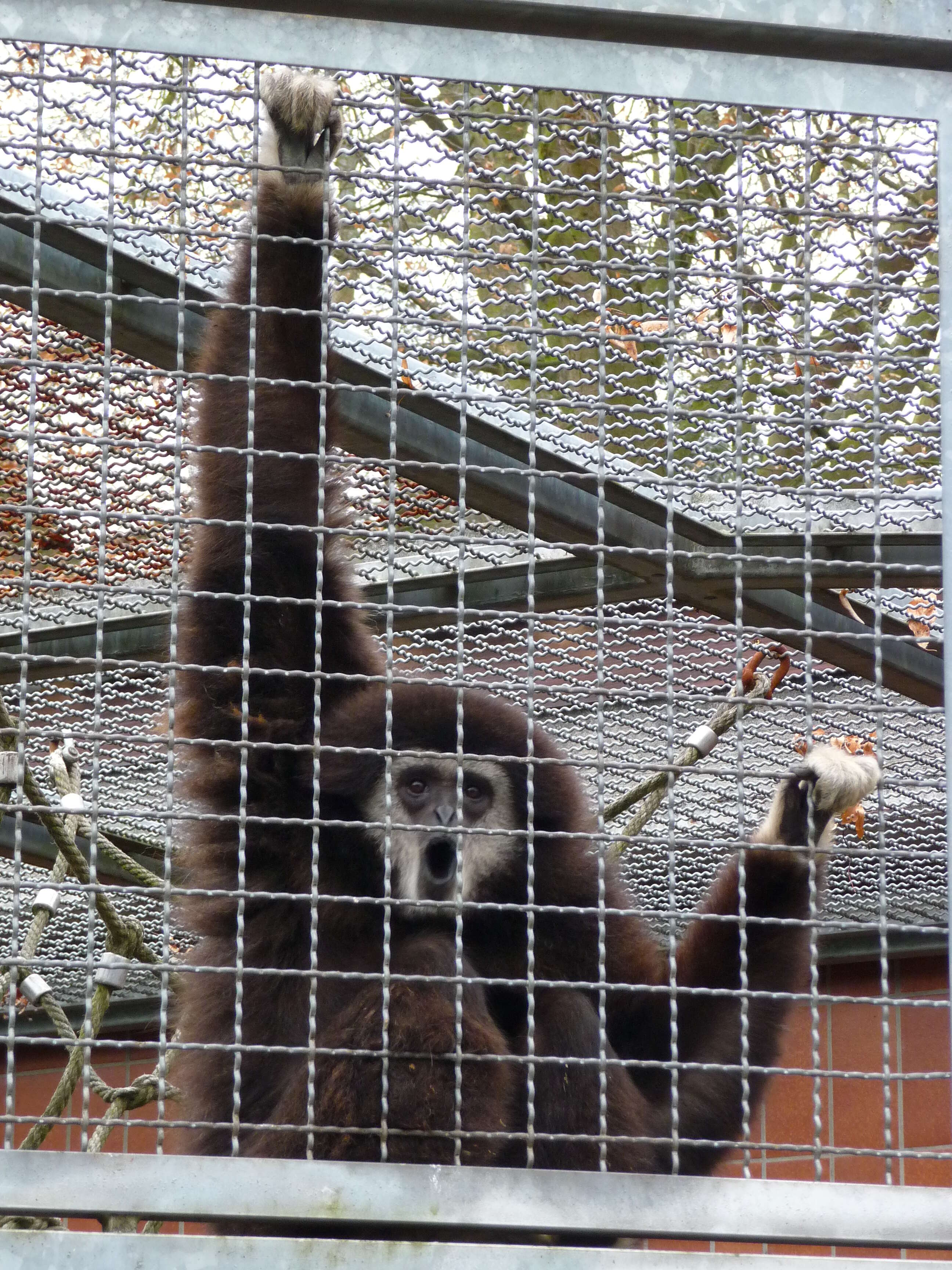 Image of White-handed Gibbon