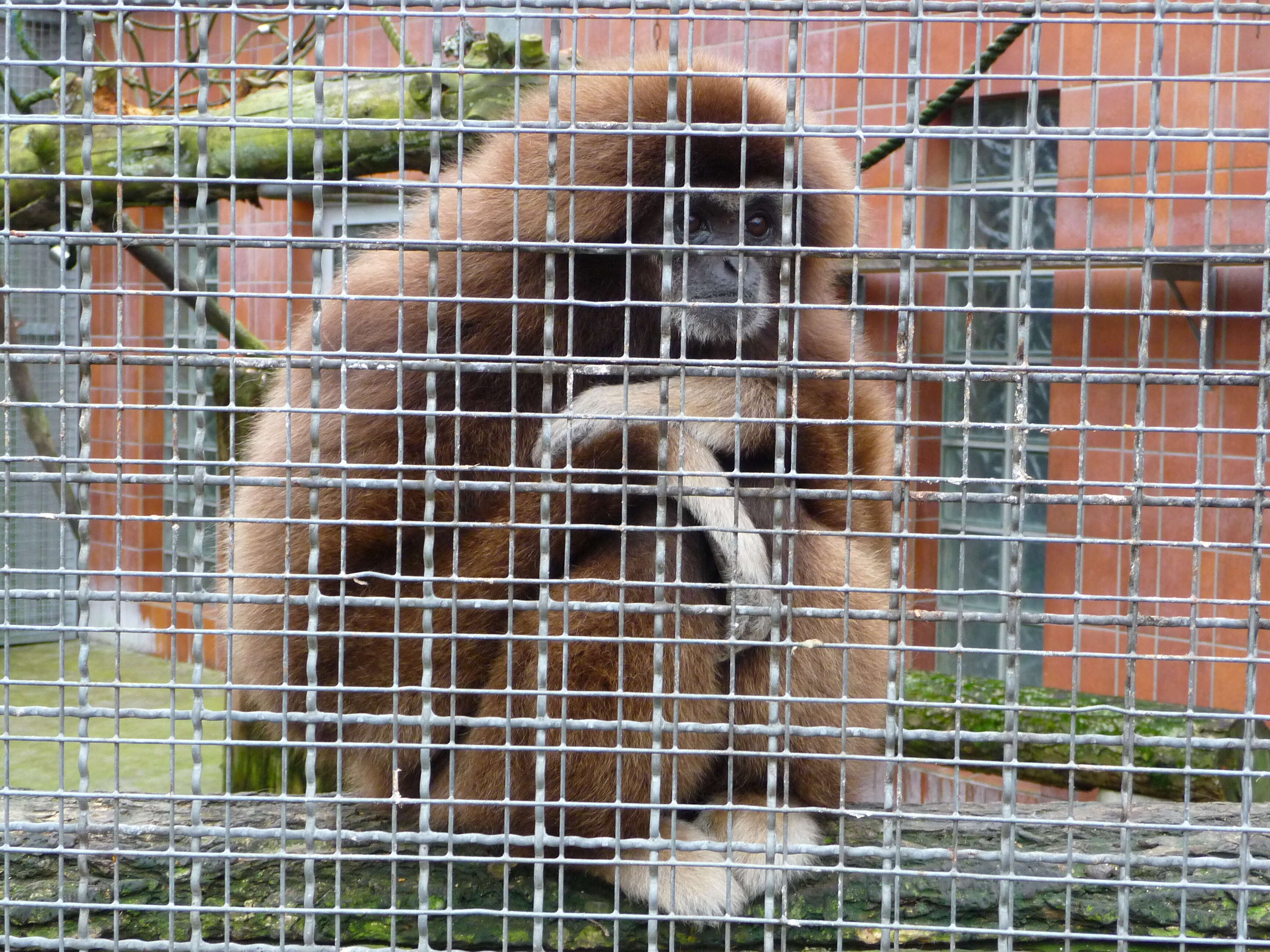 Image of White-handed Gibbon