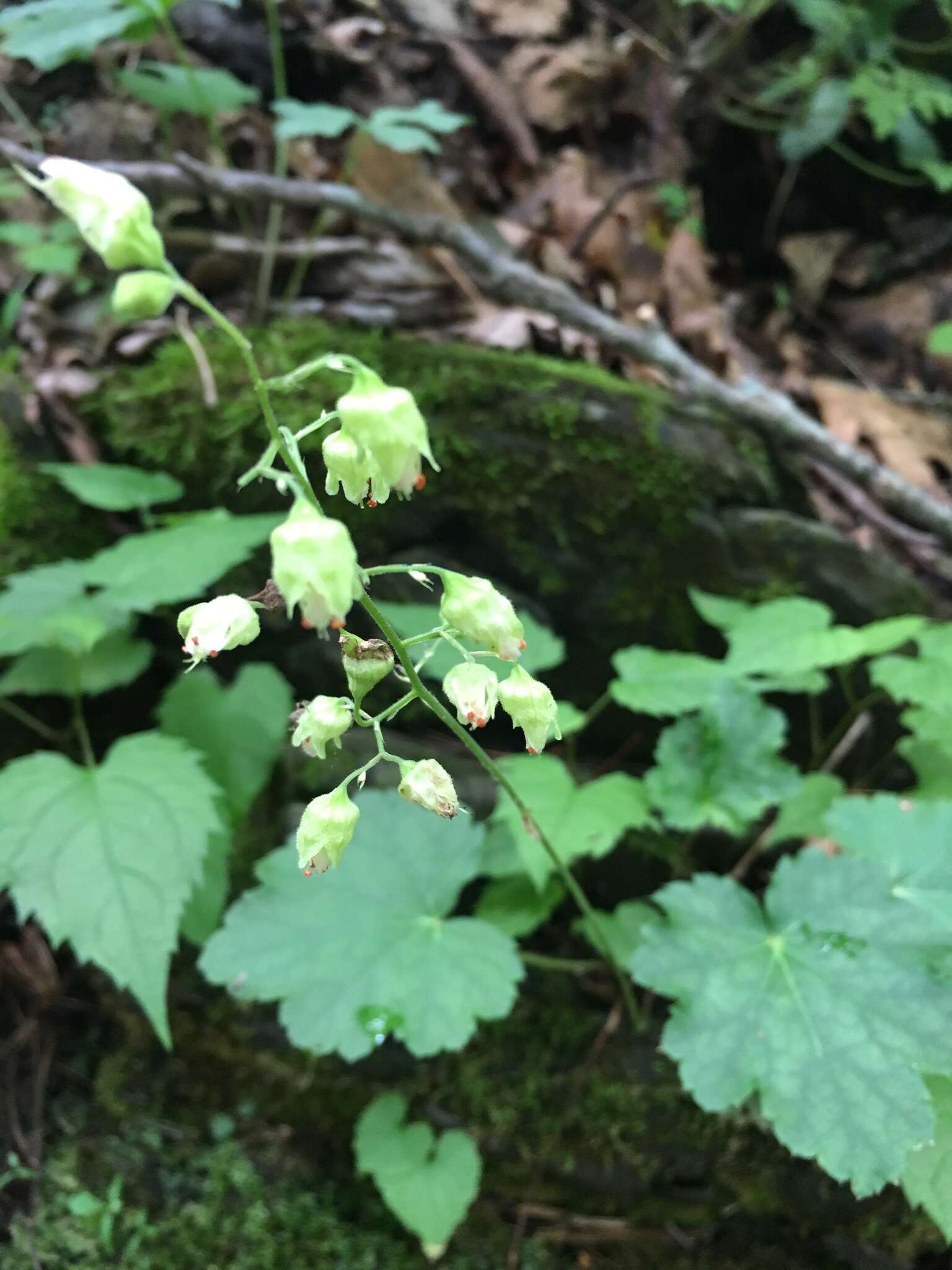 Image of white alumroot