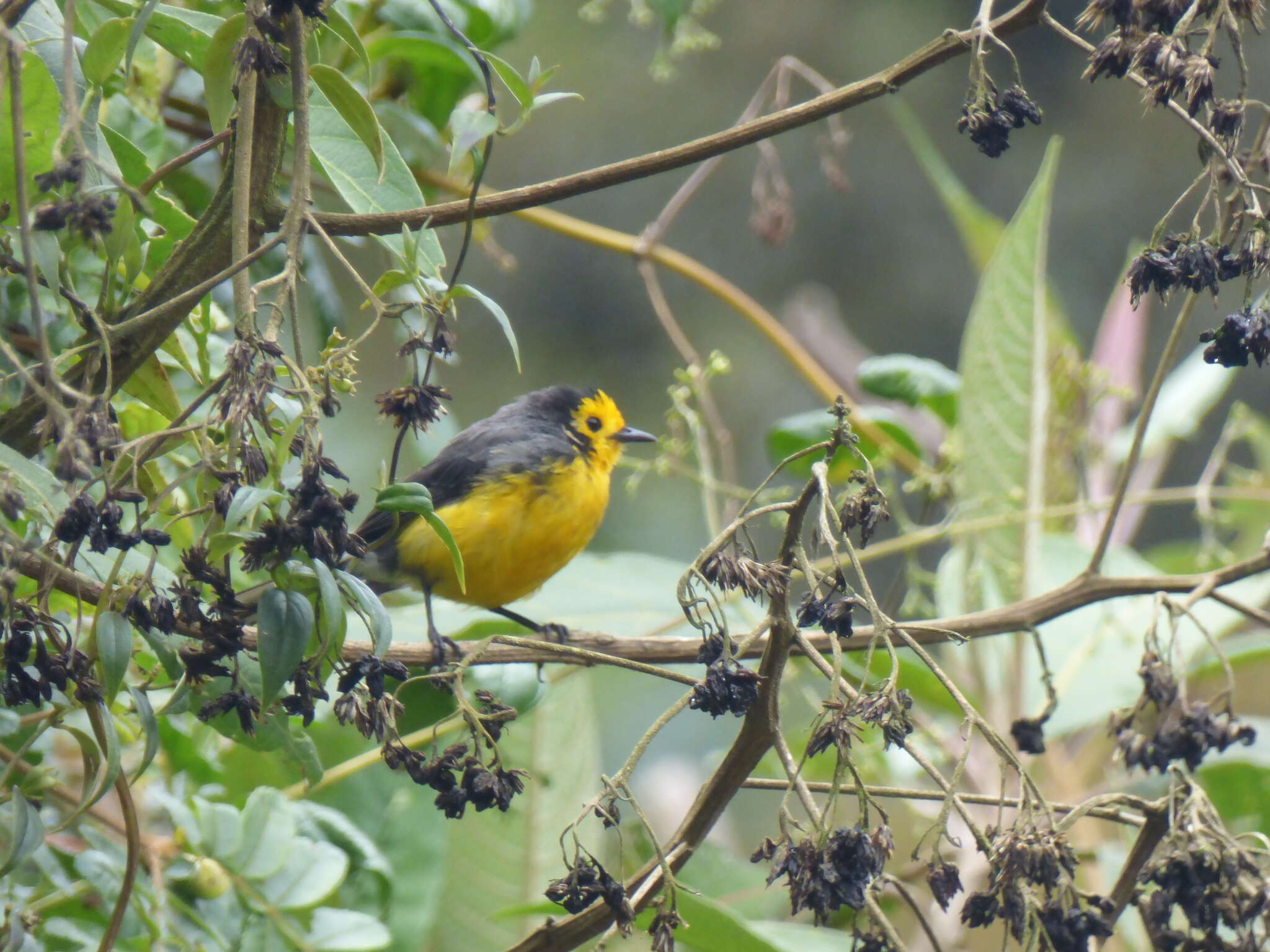 Image of Golden-fronted Redstart