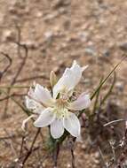 Image of Lapeirousia spinosa (Goldblatt) Goldblatt & J. C. Manning