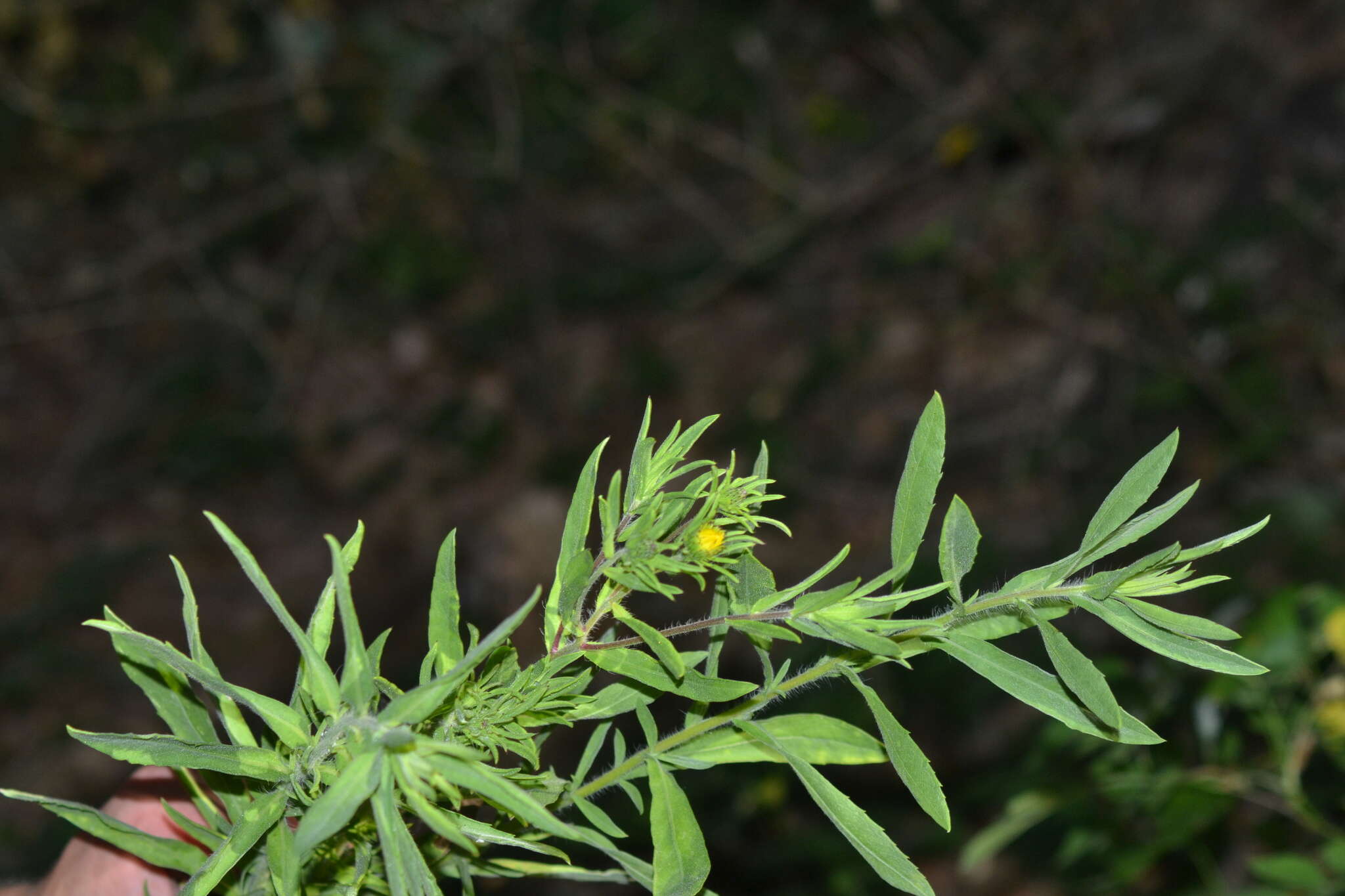 Image de Heterotheca camporum var. glandulissima