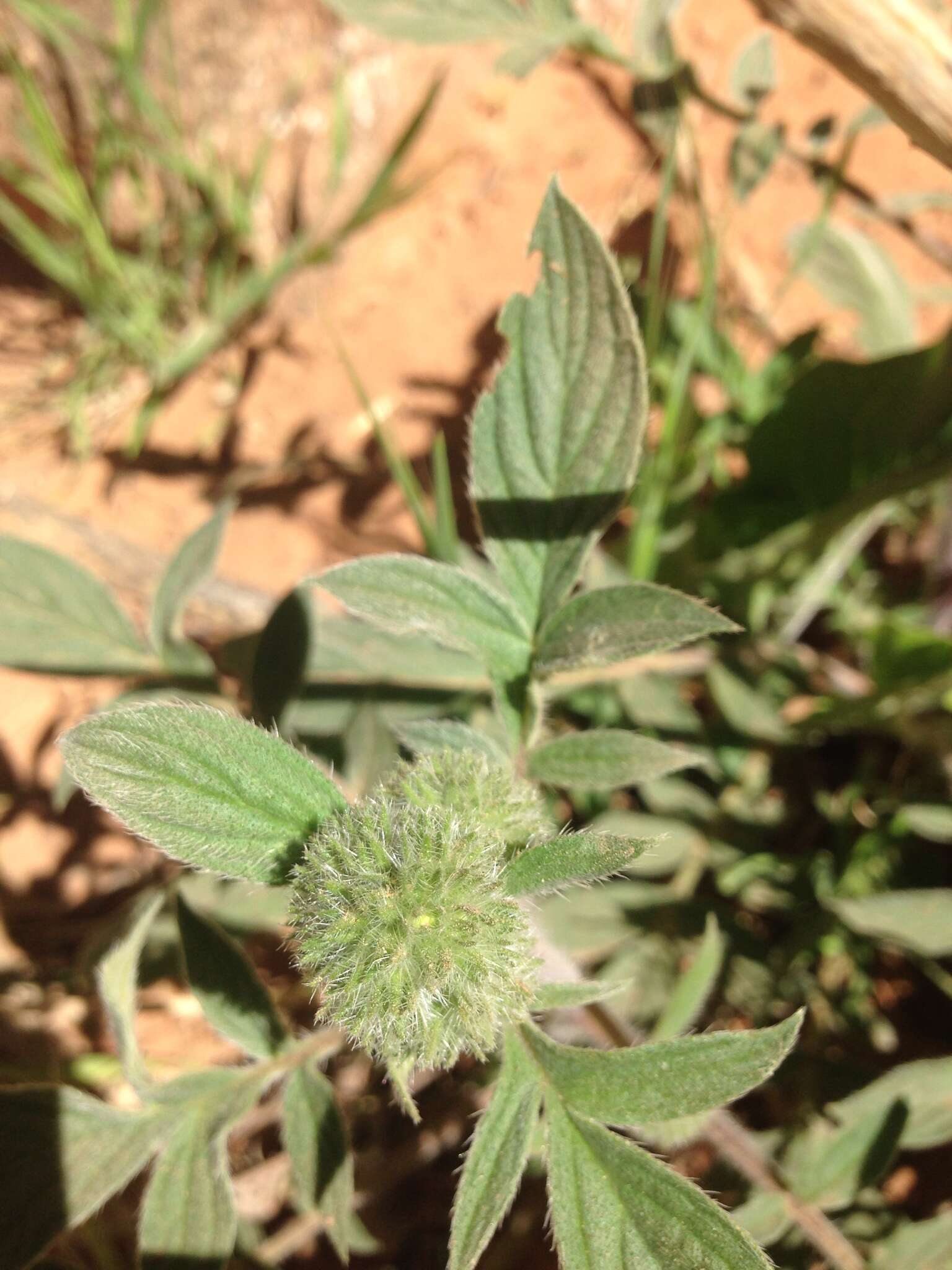 Image of Variable-Leaf Scorpion-Weed