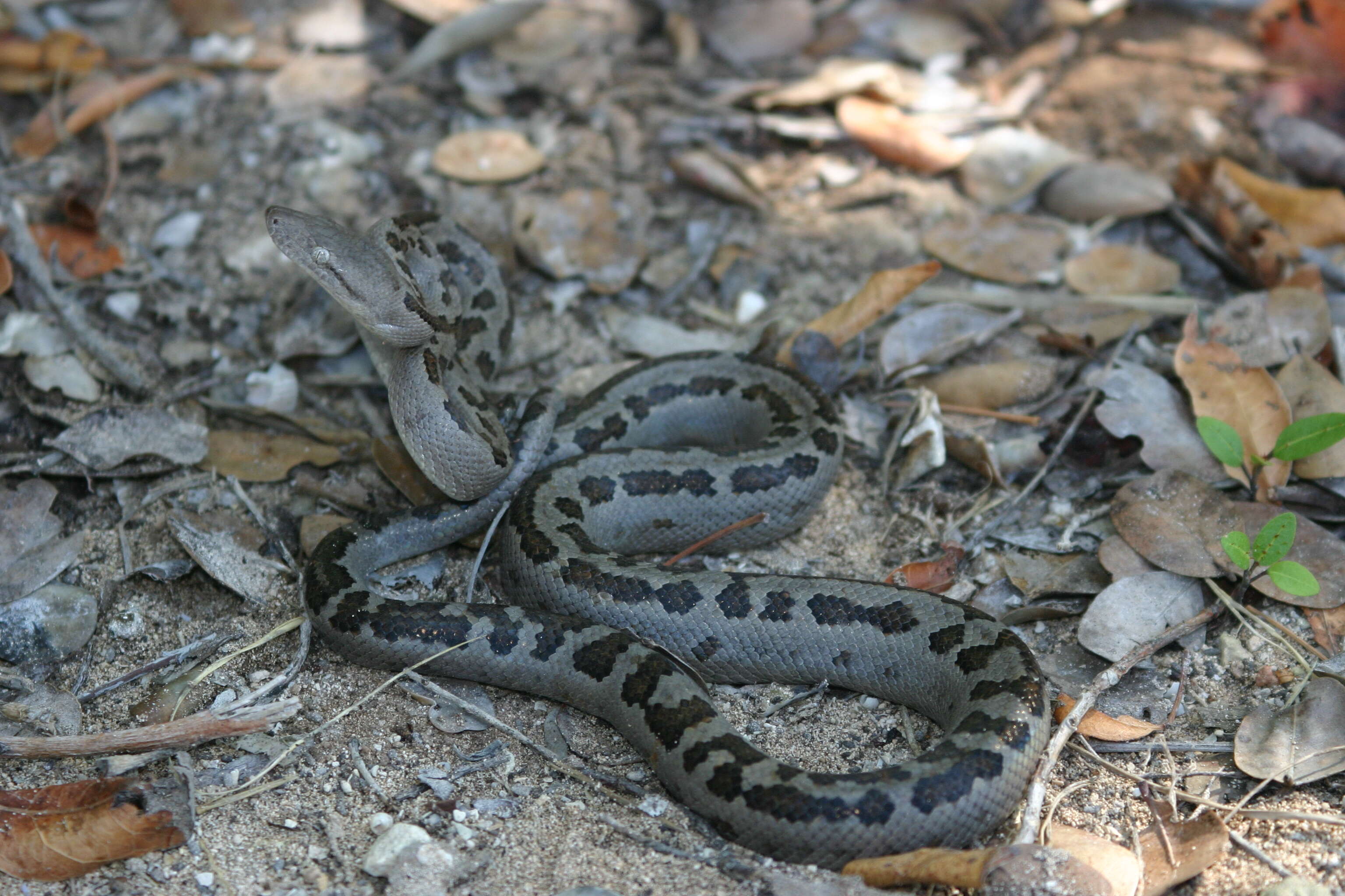 Imagem de Chilabothrus chrysogaster (Cope 1871)