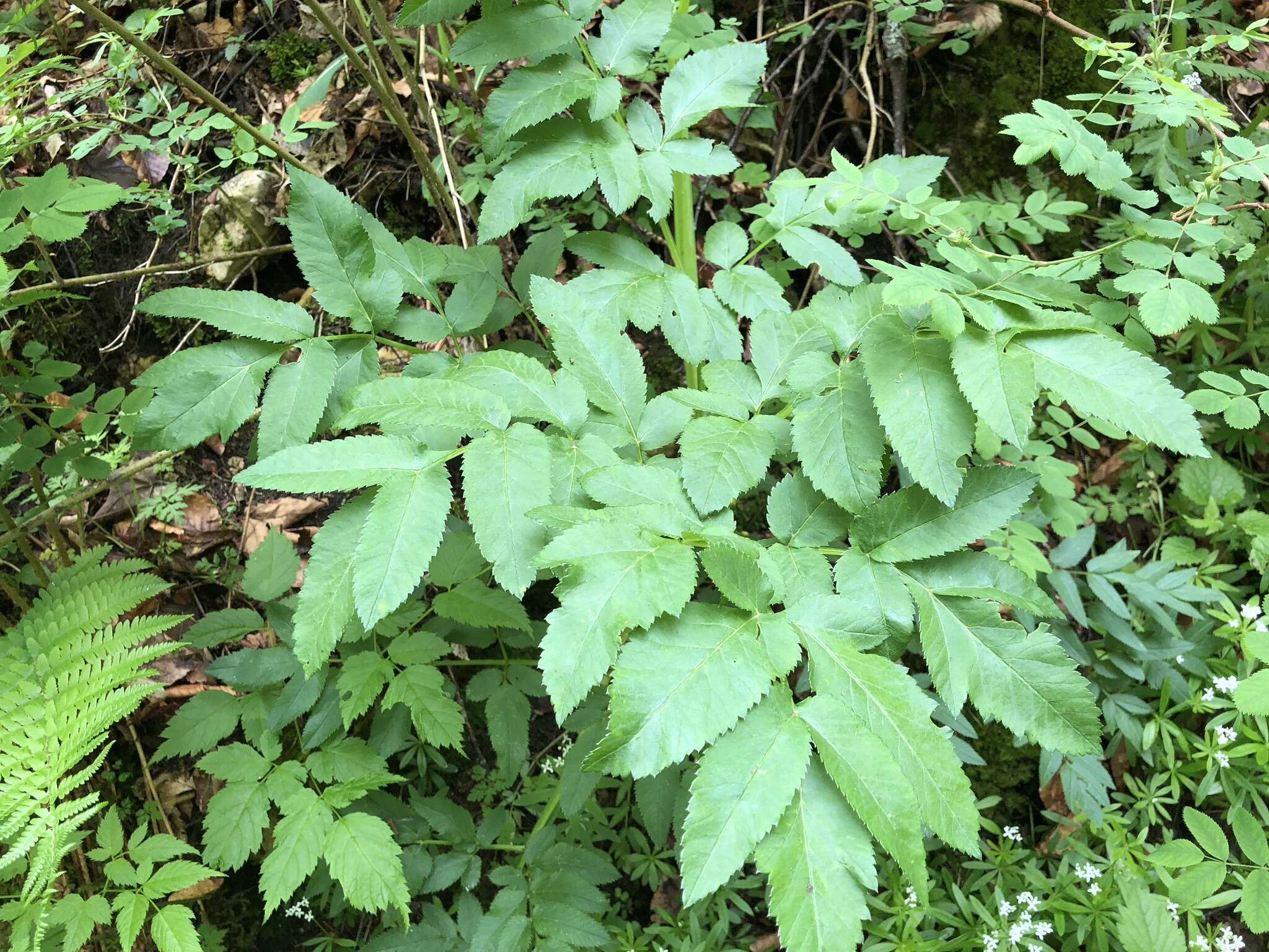 Angelica sylvestris L. resmi