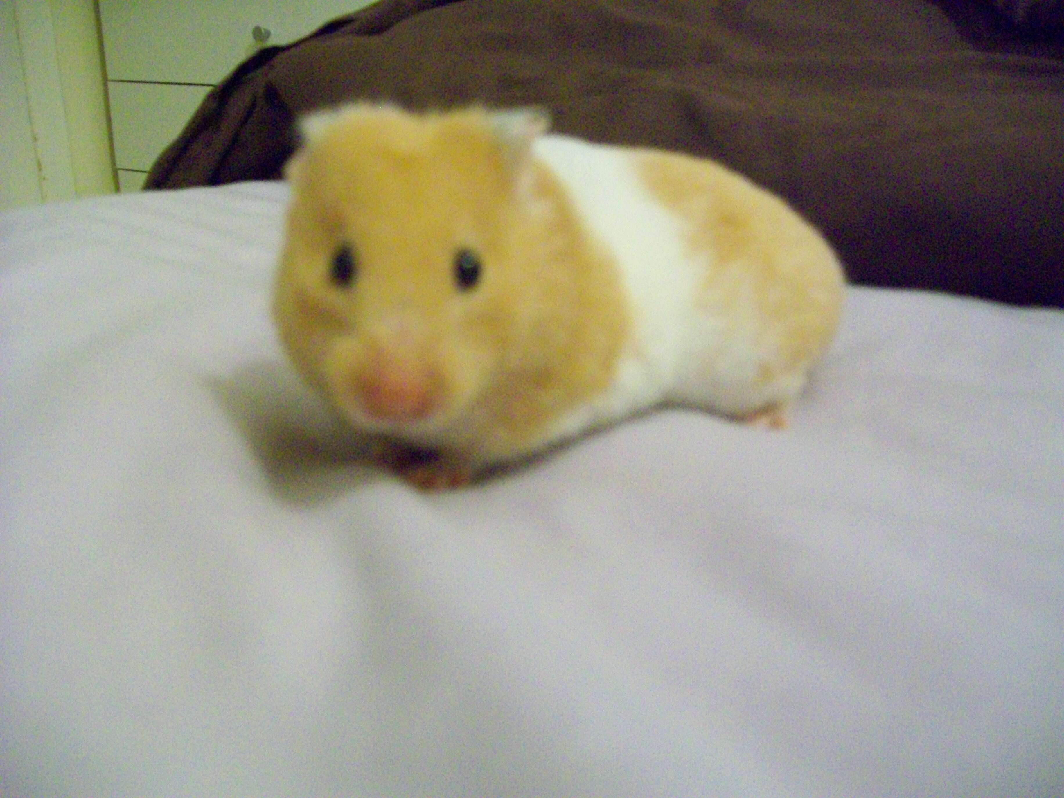 Image of Golden Hamster
