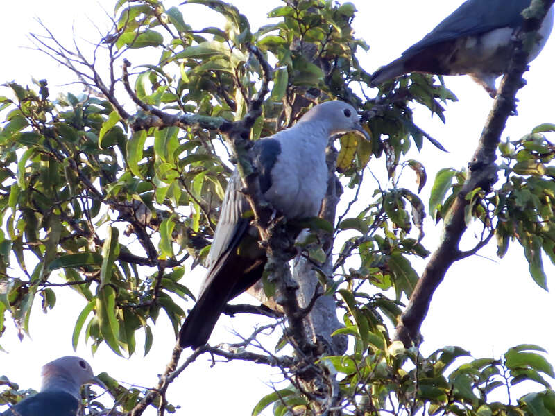 Imagem de pombo imperial verde