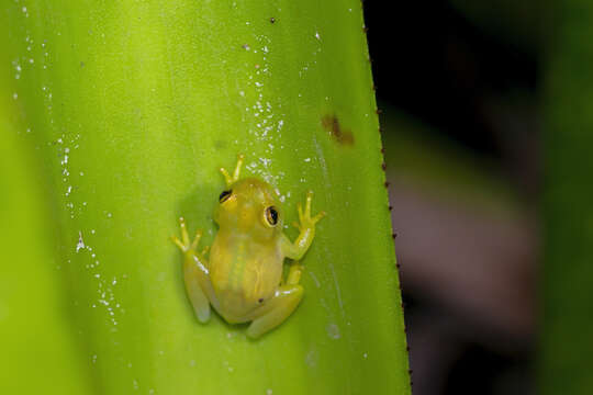 Слика од Phyllodytes luteolus (Wied-Neuwied 1821)