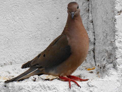 Image of Eared Dove