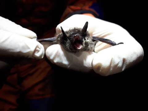 Image of Myotis sibiricus Kastschenko 1905