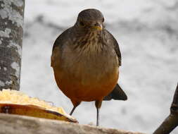 Image of Rufous-bellied Thrush