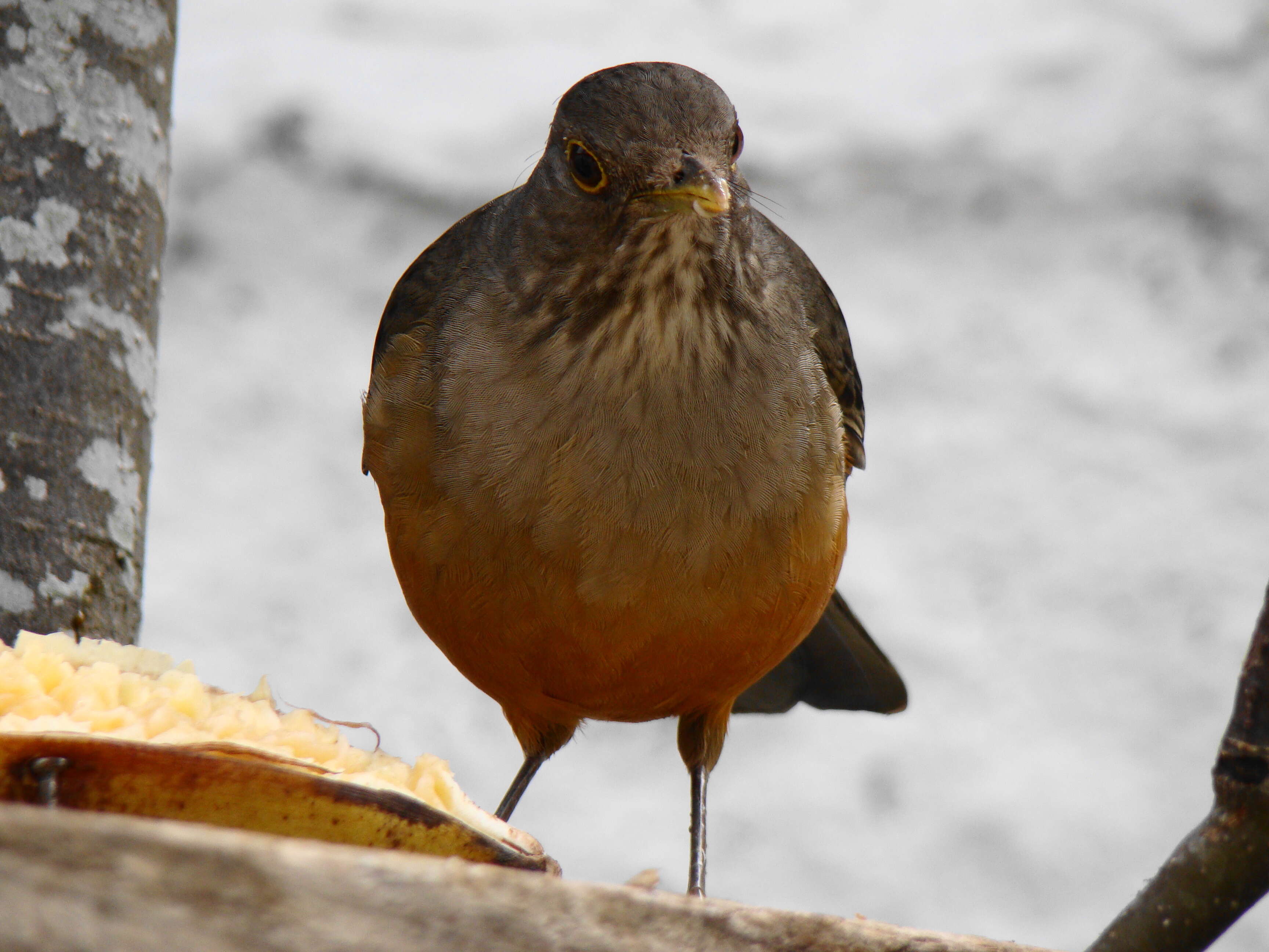 Image of Rufous-bellied Thrush