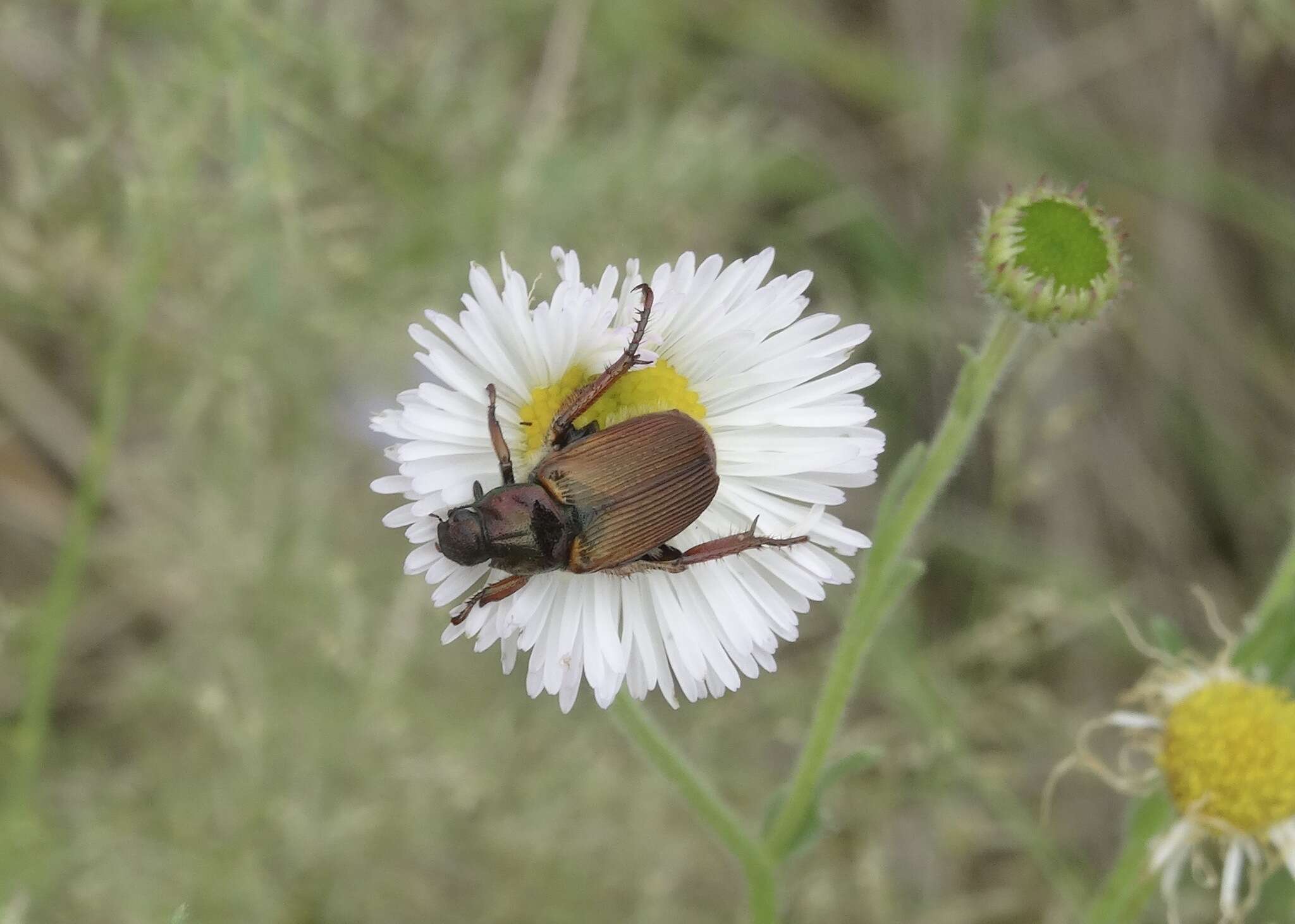 Image of Strigoderma pimalis Casey 1884