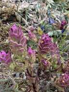 Image of mountain owl's-clover