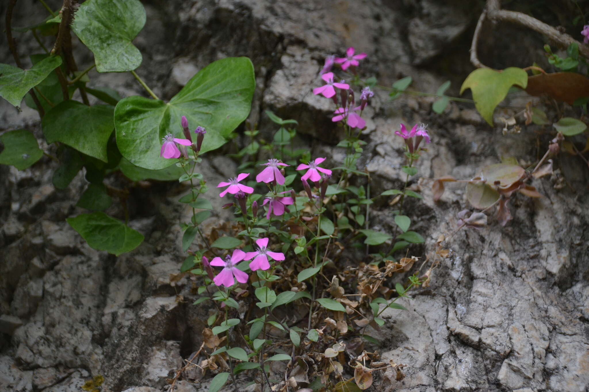 Слика од Petrocoptis grandiflora Rothm.