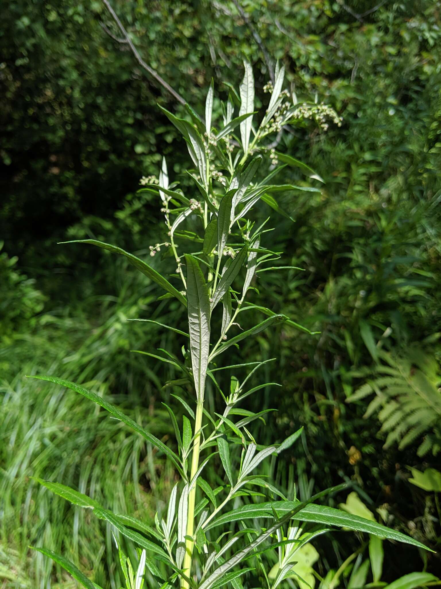 Image of sawtooth wormwood