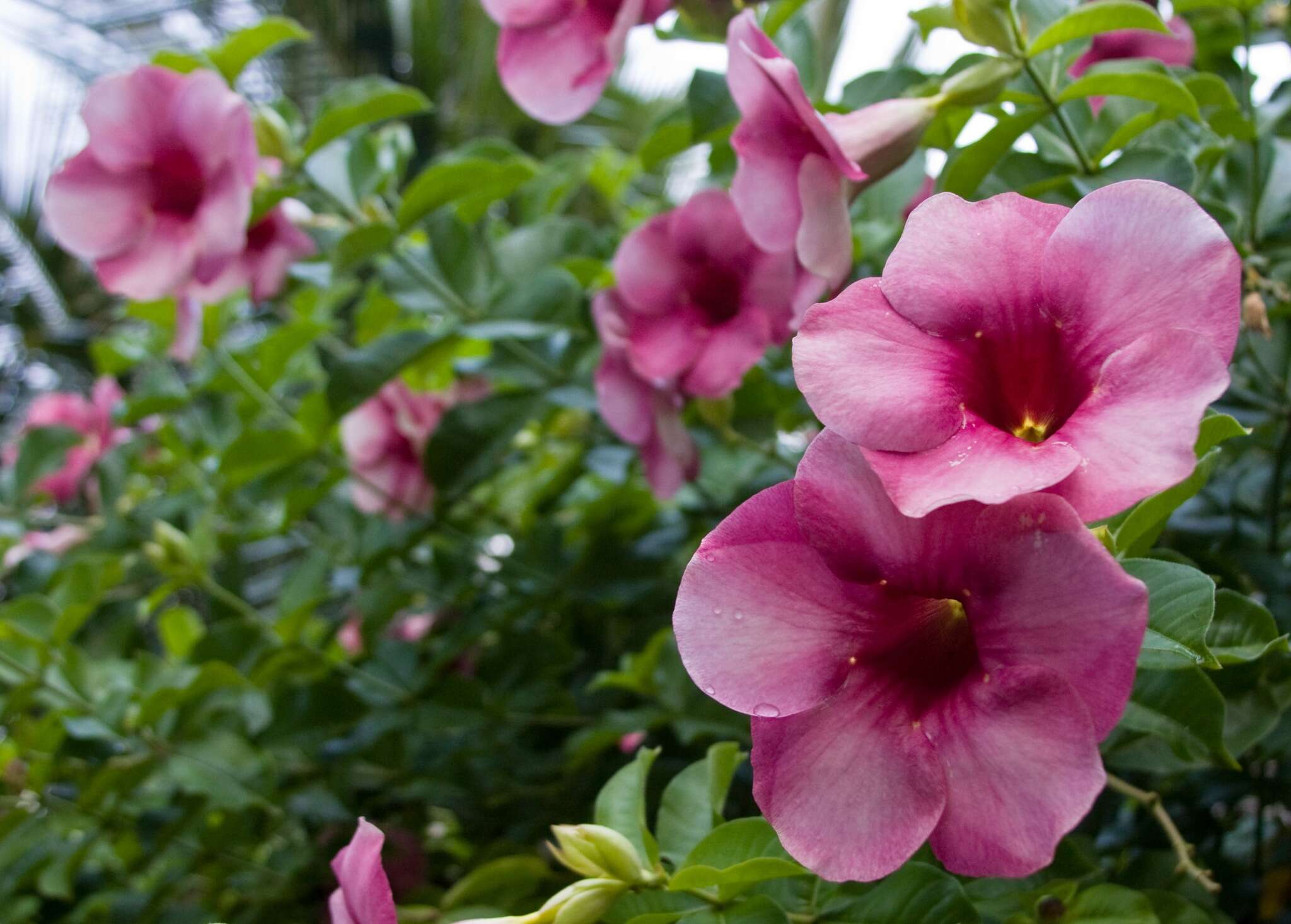 Image of purple allamanda