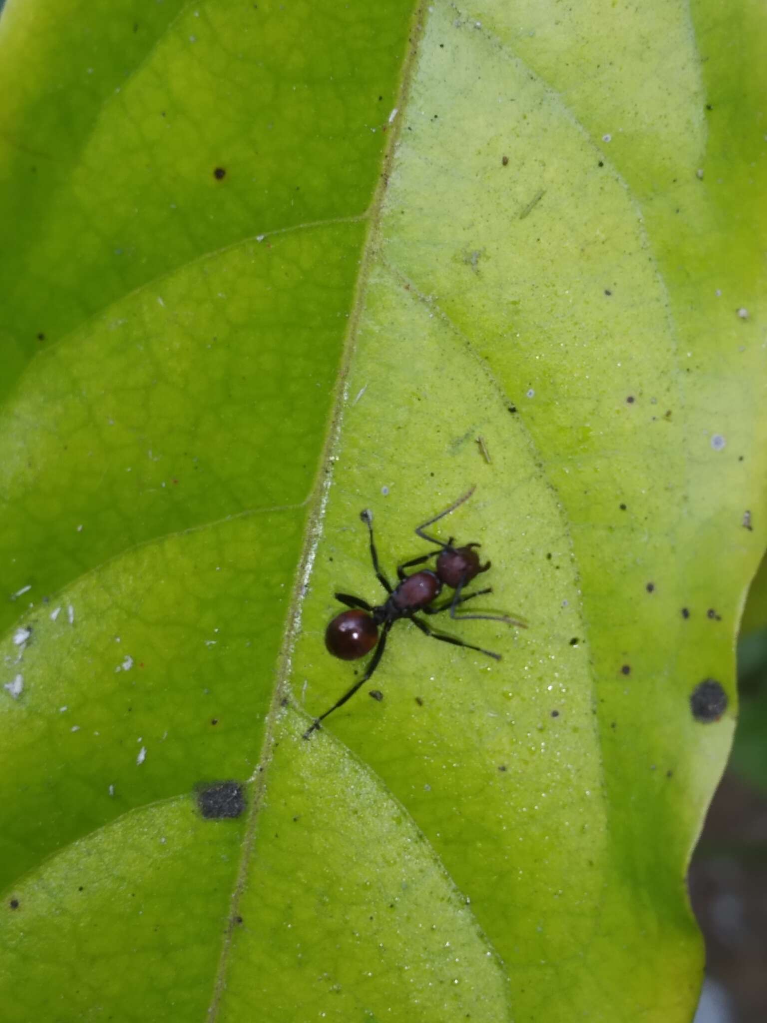 Image of Polyrhachis thrinax Roger 1863