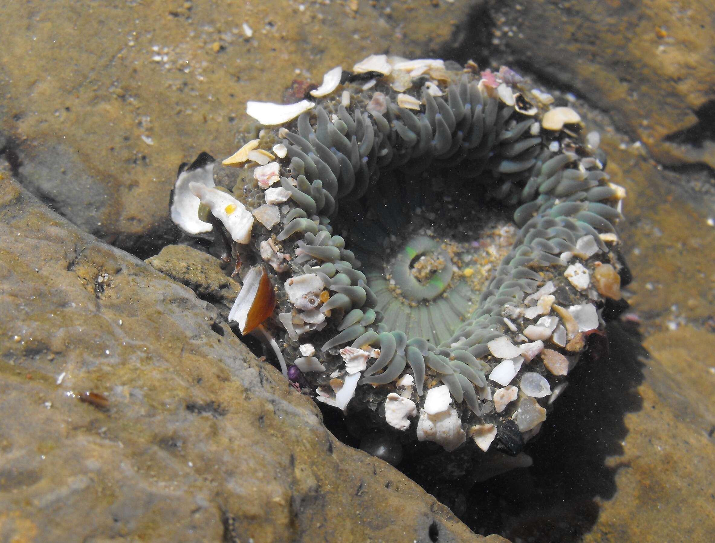 Image of Starburst anemone