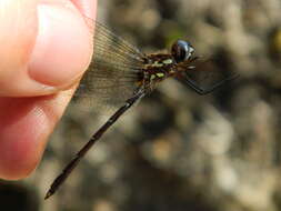 Image of Macrothemis celeno (Selys ex Sagra 1857)