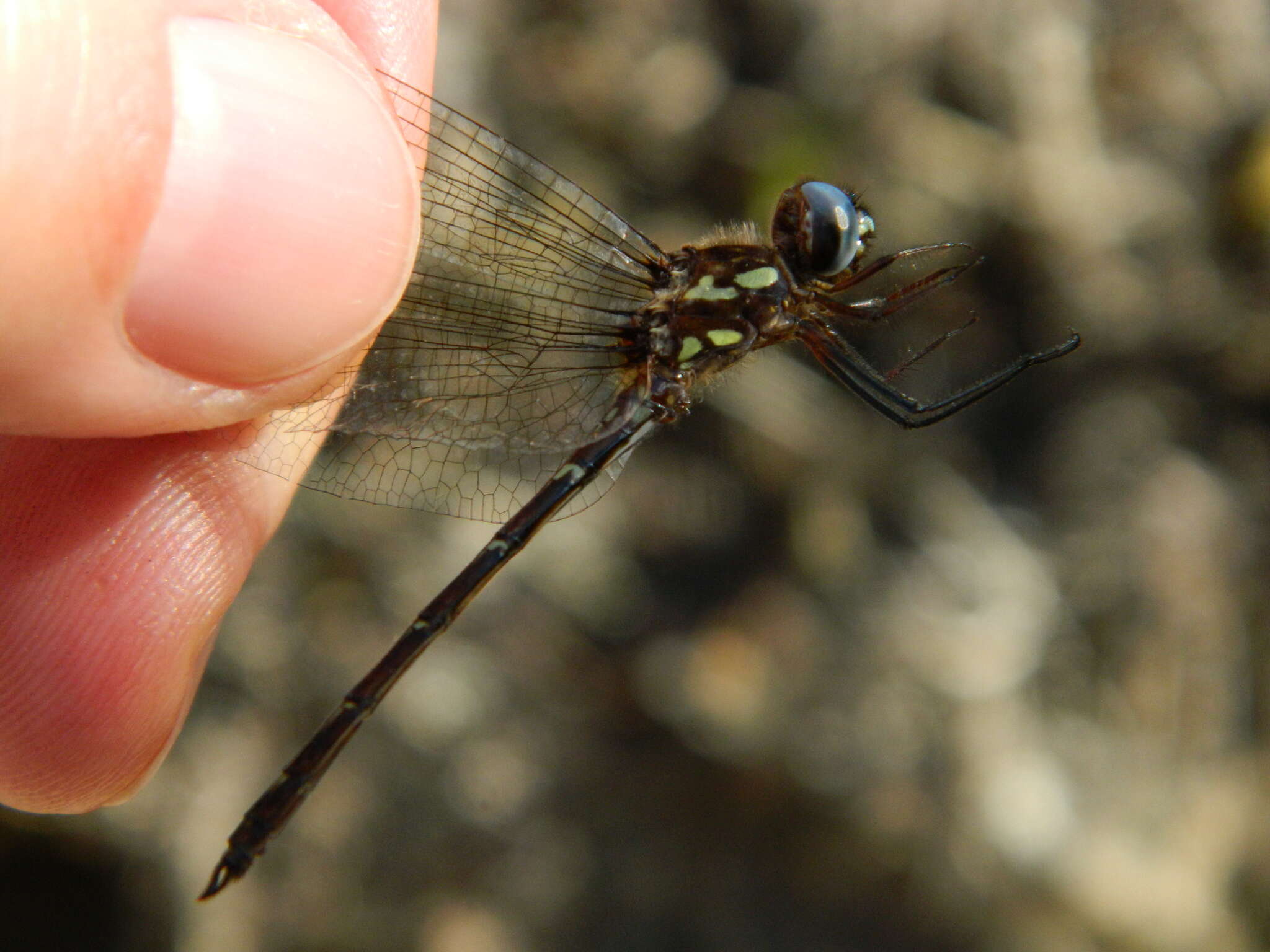 Image of Macrothemis celeno (Selys ex Sagra 1857)