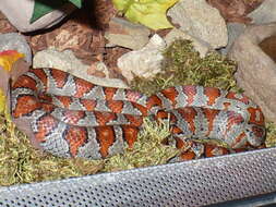 Image of Kingsnakes