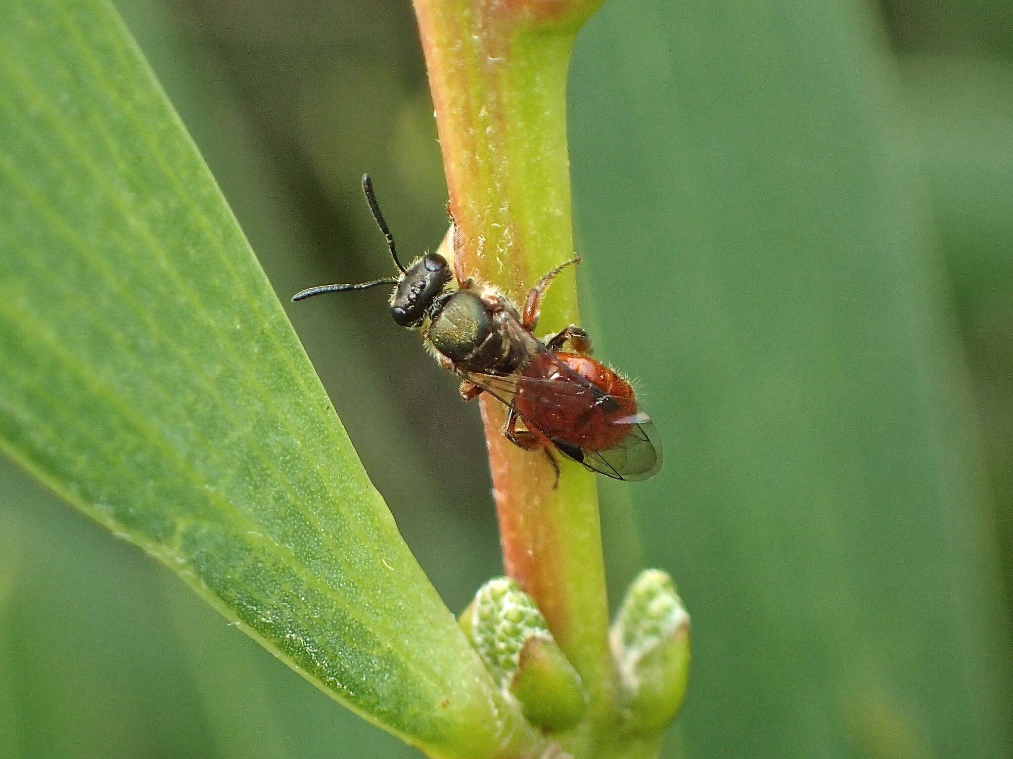 Plancia ëd Lasioglossum brisbanense (Cockerell 1918)