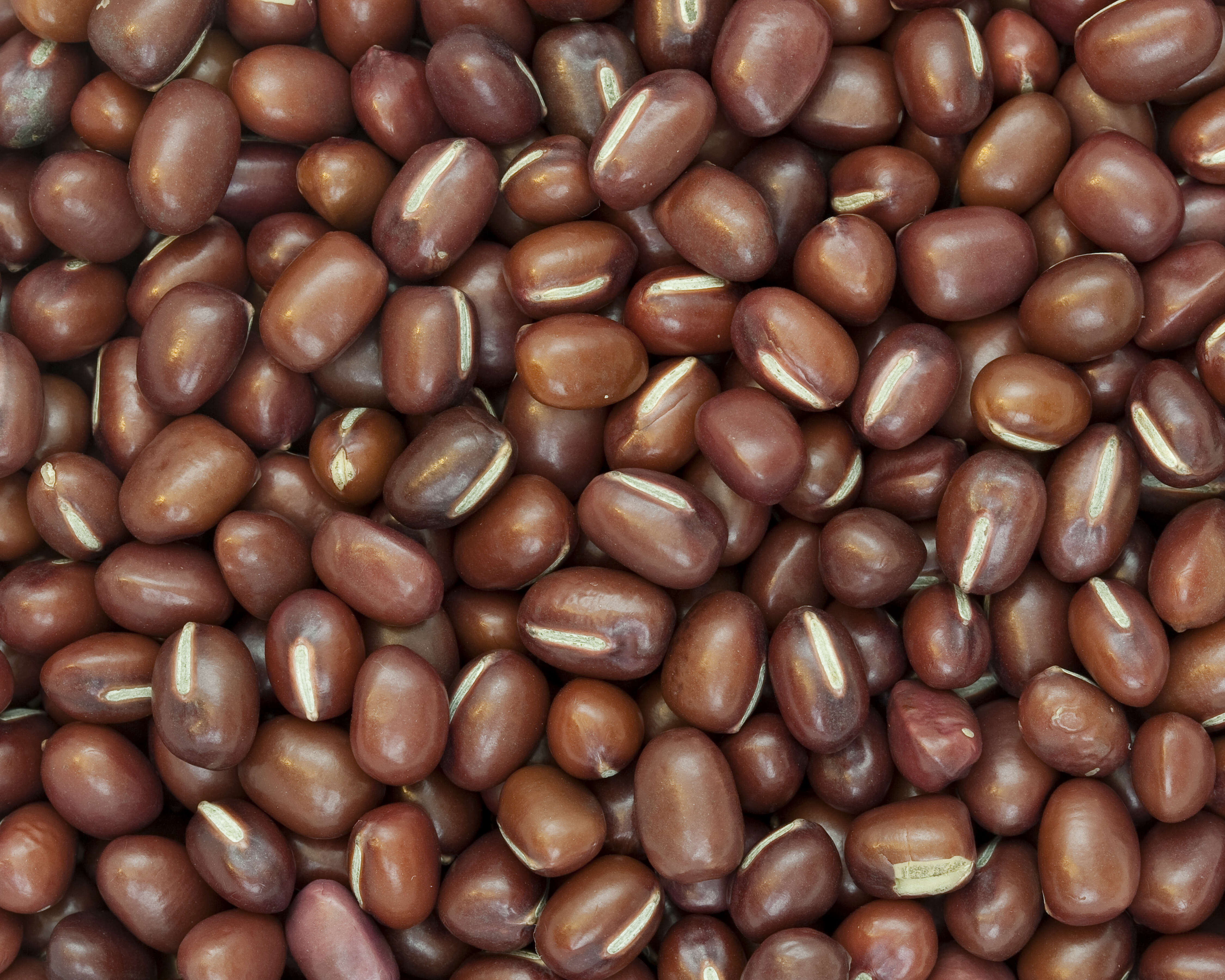 Image of adzuki bean