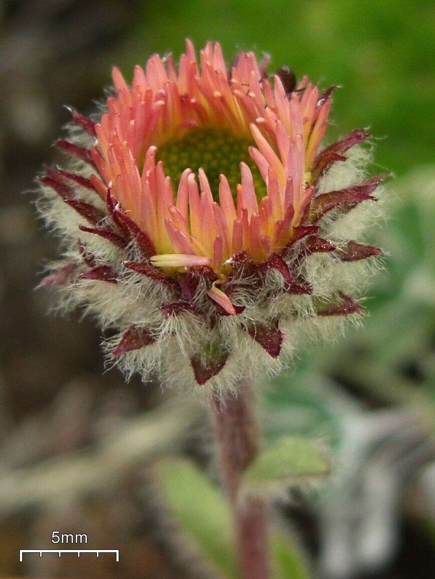 Image of largeflower fleabane