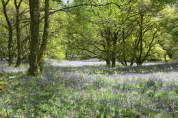 Image of Common Bluebell