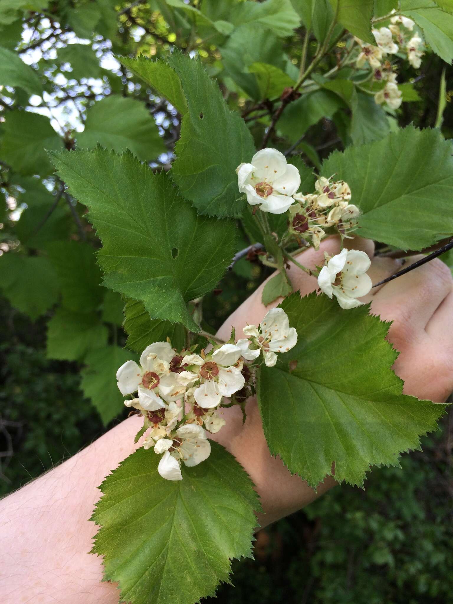 Crataegus submollis Sarg. resmi