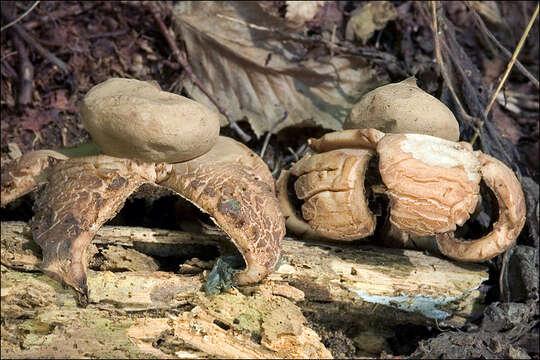 Plancia ëd Geastrum triplex Jungh. 1840