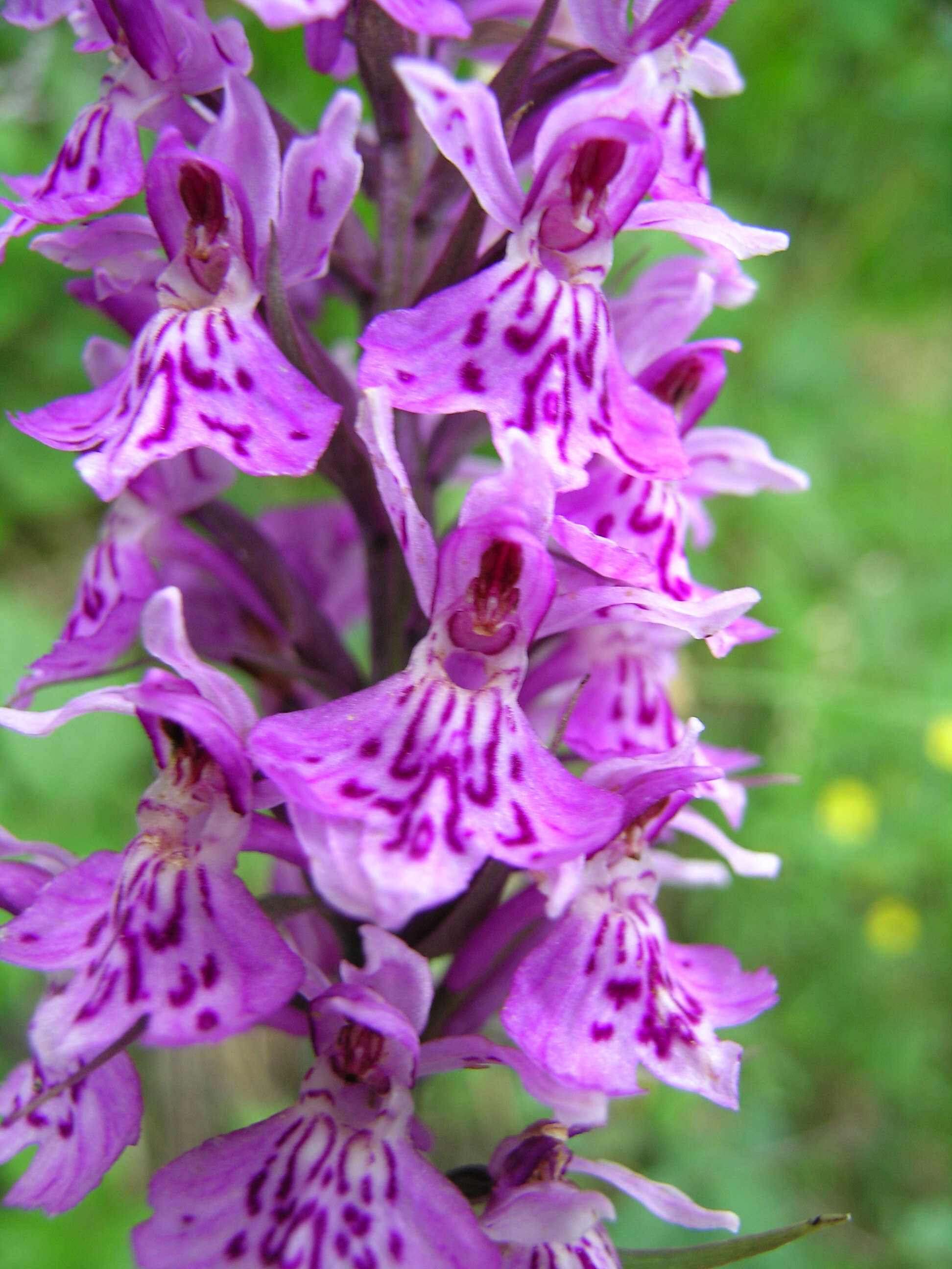 Image of Heath spotted orchid