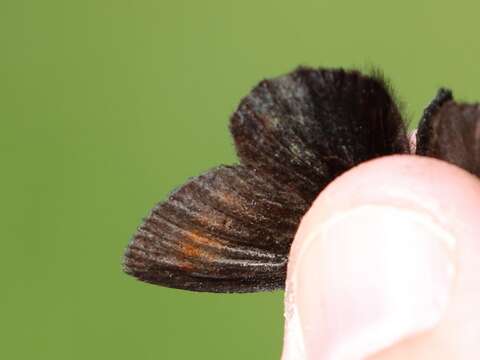 Image of Mountain Ringlet