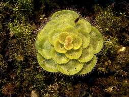 Image of Drosera zonaria Planch.