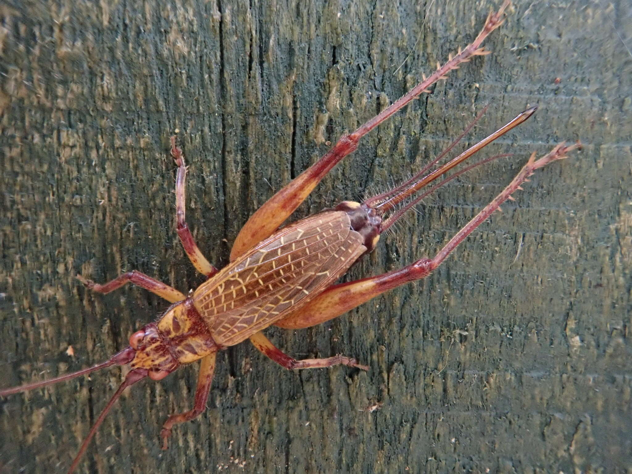 Image de Adenopterus (Adenopterus) norfolkensis Chopard 1951