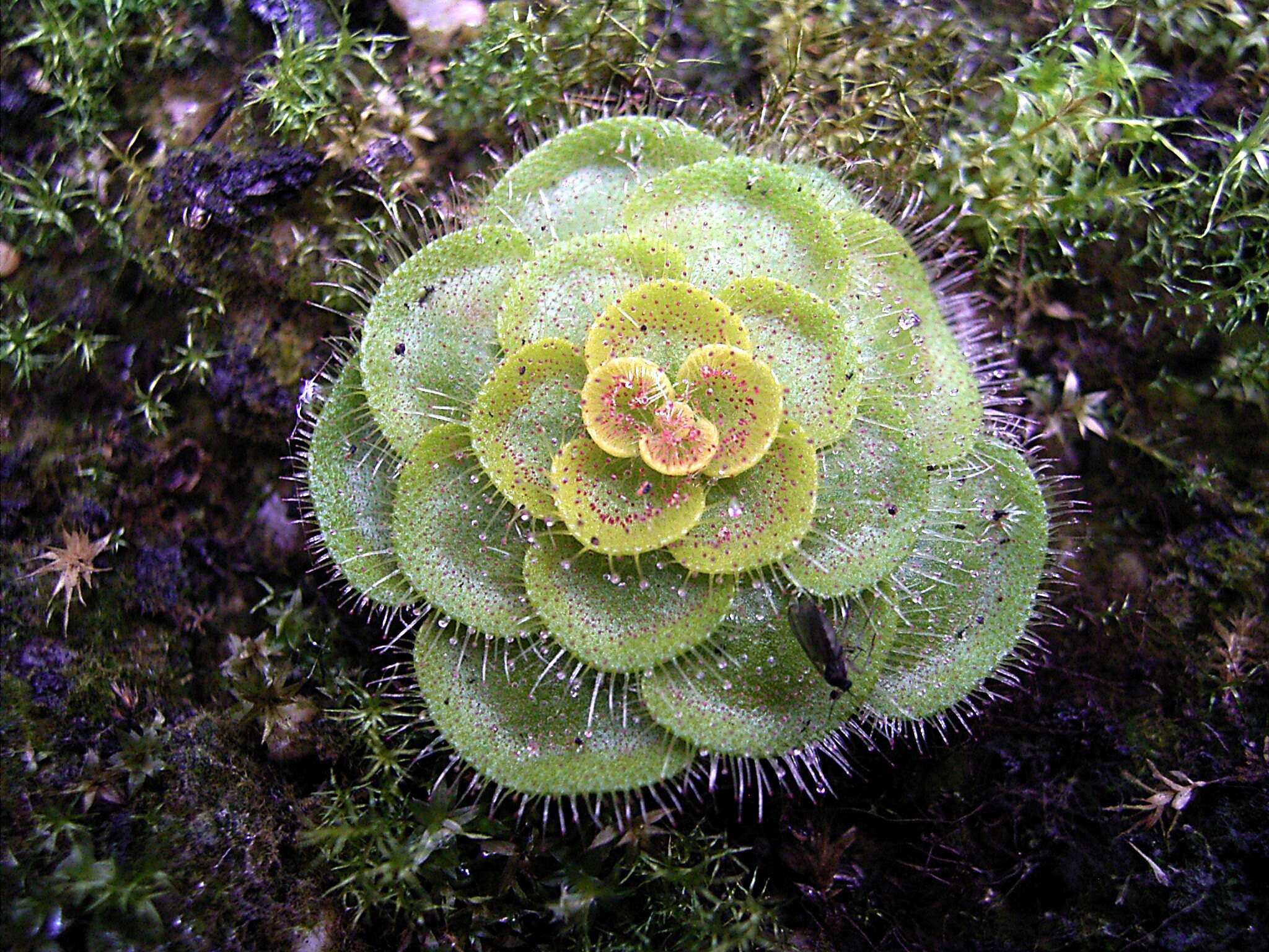 Image of Drosera zonaria Planch.