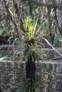 Sivun Asplenium auritum Sw. kuva