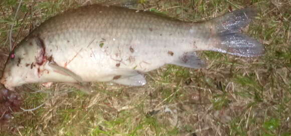 Image of Smallmouth Buffalo