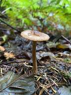 Image of Inocybe cinnamomea A. H. Sm. 1941