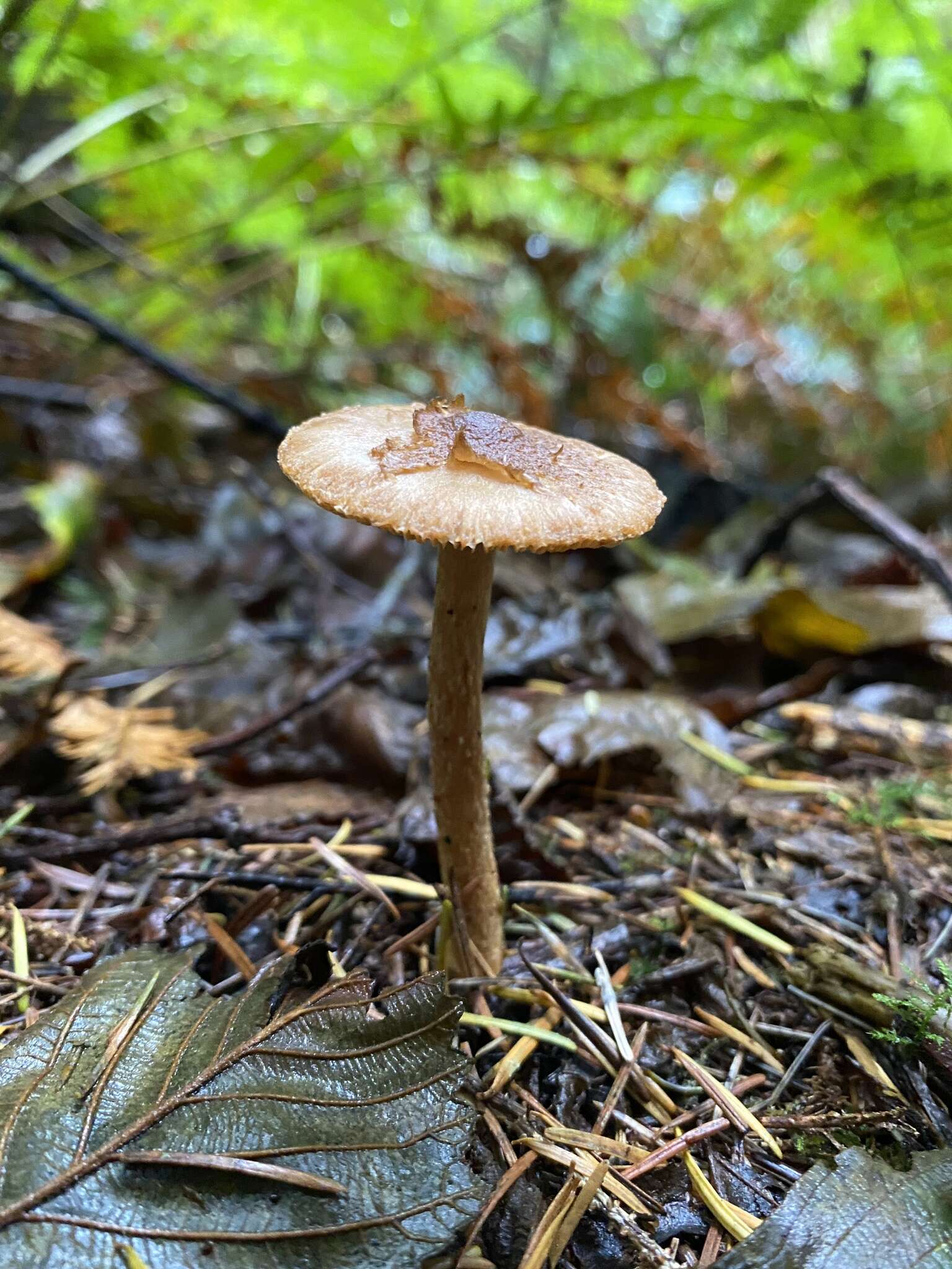 Image of Inocybe cinnamomea A. H. Sm. 1941