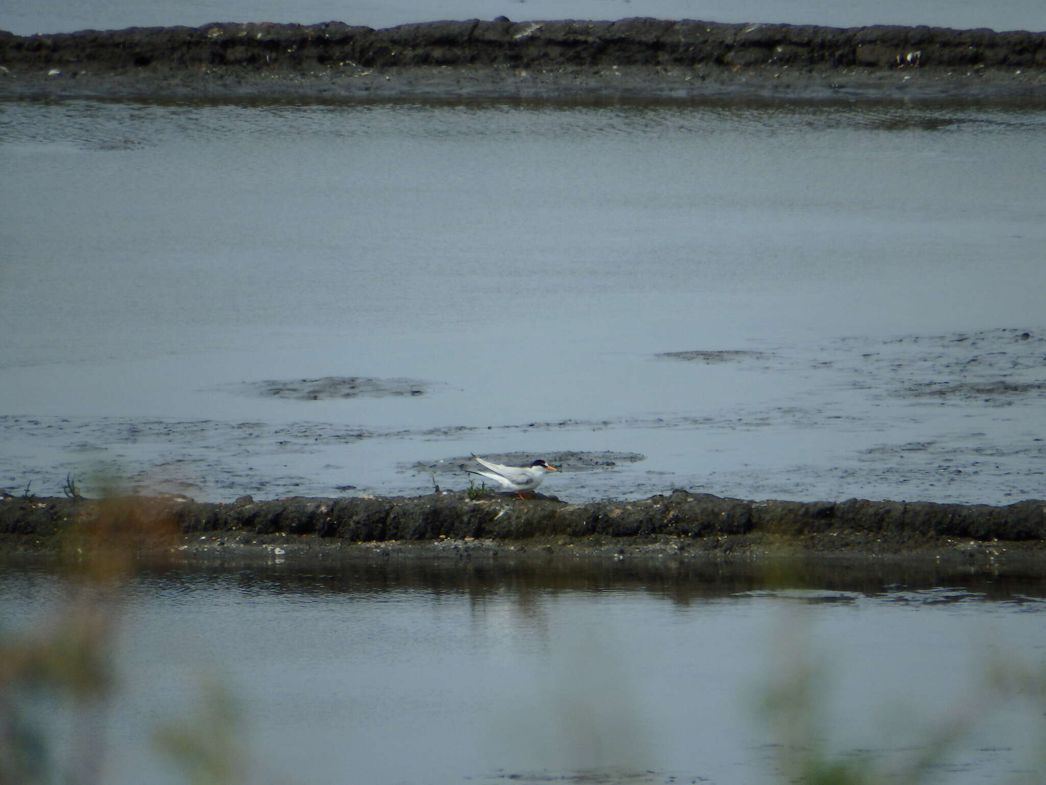 Image of Little Tern