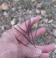 Image of Kleberg's bluestem