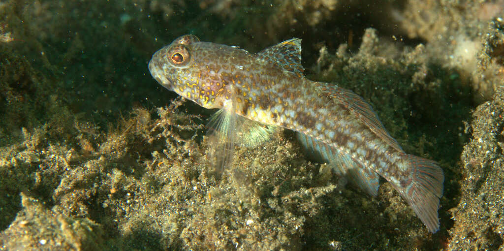 Plancia ëd Ancistrogobius