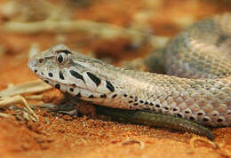 Image of Smooth-scaled Death Adder