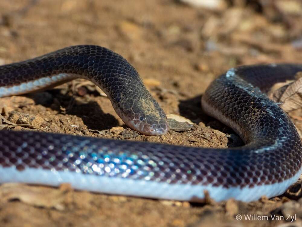 Image of Bibron’s Stiletto Snake