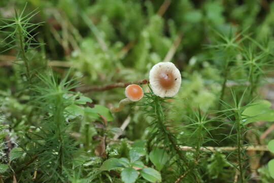 Image of Hypholoma polytrichi (Fr.) Ricken 1912