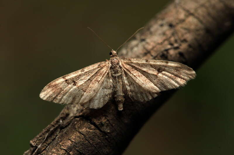 Image of lanceolate-winged pug